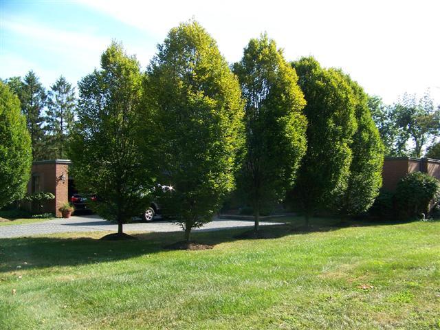 Columnar European Hornbeam trees